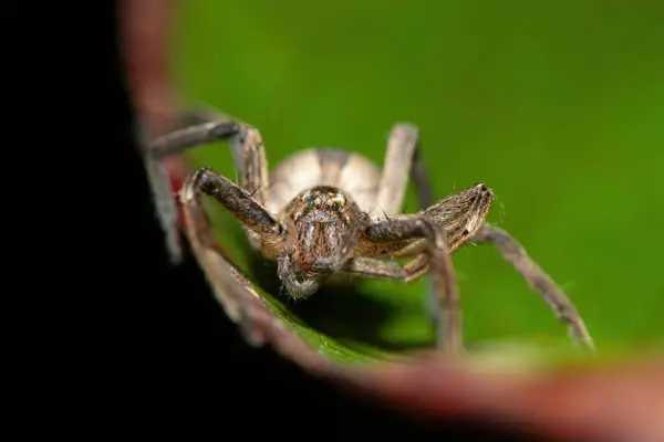stock image Close-up of a beautiful African Grass Huntsman Spider (Pseudomicrommata longipes) on a leaf on a warm summer's evening