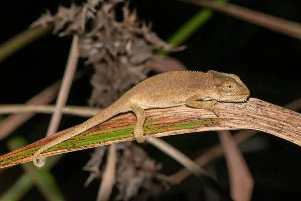 stock image Midlands Dwarf Chameleon Complex (Complex Bradypodion melanocephalum)