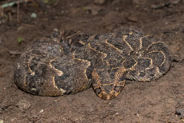 Güçlü bir sitotoksik Puff Adder 'ın (Bitis arietans)