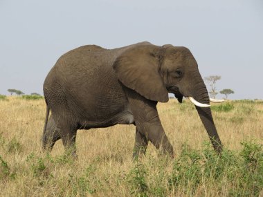 Yetişkin bir Afrika fili (Loxodonta africana))