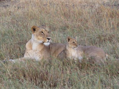 Annesiyle birlikte sevimli bir aslan yavrusu (Panthera leo). 