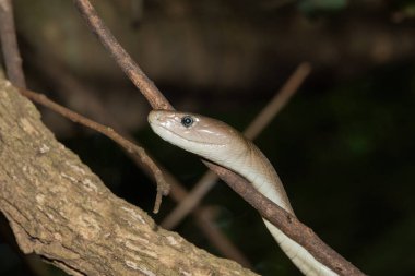 Yetişkin bir kara mamba (Dendroaspis polilepis) çalıların arasında ağaca tırmanıyor.