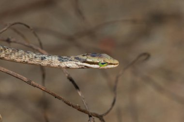 A cute juvenile southern vine snake (Thelotornis capensis) clipart