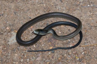 Güzel bir genç kara mamba (Dendroaspis polylepis)