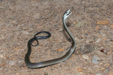 Güzel bir kara mamba (Dendroaspis polilepis) savunma pozisyonlarını sergiler 