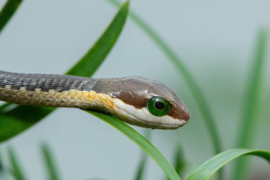 Yerli sarı ağaçların dallarında bulunan ağaç yılanı ya da Afrika ağaç yılanı olarak da bilinen güzel bir gençlik patlaması (Dispholidus typus).