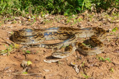 Vahşi doğada güzel bir Güney Afrika pitonu (Python natalensis)