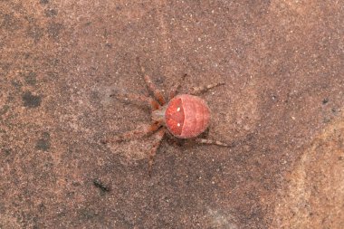 Güzel Dikenli Alan Örümceği (Pararaneus cyrtoscapus) otlaktaki bir kayanın üzerinde