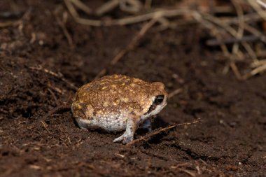 Yaygın yağmur kurbağası (Breviceps adspersus) olarak da bilinen Bushveld yağmur kurbağası, arka bacaklarını toprağı kazmak için kullanır.