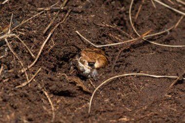 Yaygın yağmur kurbağası (Breviceps adspersus) olarak da bilinen Bushveld yağmur kurbağası, arka bacaklarını toprağı kazmak için kullanır.