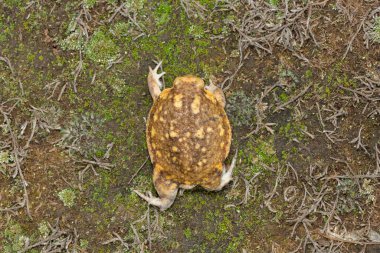 Yaygın yağmur kurbağası olarak da bilinen Bushveld yağmur kurbağasının (Breviceps adspersus)