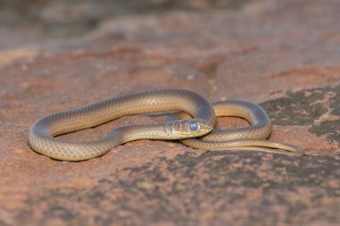 Kısa burunlu Çimen Yılanı (Psammophis brevirostris) derisini dökmek üzere.