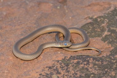 Short-snouted Grass Snake (Psammophis brevirostris) about to shed its skin clipart