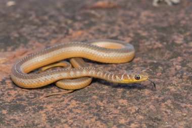 Vahşi doğada güzel, kısa burunlu bir Çimen Yılanı 'nın (Psammophis brevirostris) yakın çekimi