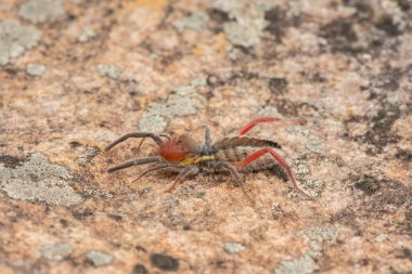 Vahşi doğada güzel bir kırmızı bacaklı solifüjün (Solpugema sp) yakın çekimi