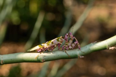 A spiny flower mantis (Pseudocreobotra ocellata) displaying its beautiful camouflage clipart