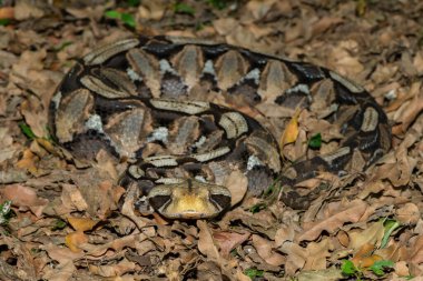 Gaboon Adder 'in (Bitis gabonica) güzel kamuflajı, doğal ortamında Gaboon Viper olarak da bilinir.