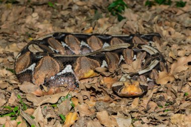 The beautiful camouflage of the Gaboon Adder (Bitis gabonica), also called the Gaboon Viper, in its natural habitat clipart