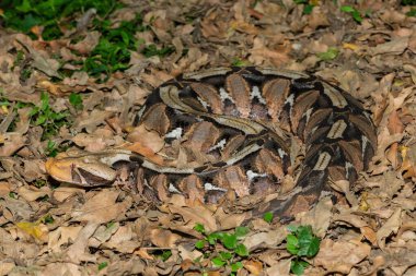 Gaboon Adder 'in (Bitis gabonica) güzel kamuflajı, doğal ortamında Gaboon Viper olarak da bilinir.