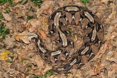 Gaboon Adder 'in (Bitis gabonica) güzel kamuflajı, doğal ortamında Gaboon Viper olarak da bilinir.