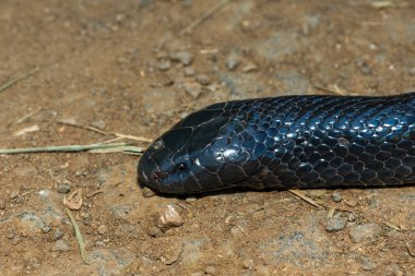 Vahşi doğada sıcak bir yaz gününde utangaç bir Natal Kara Yılan (Macrelaps microlepidotus)