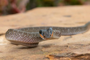 Kırmızı dudaklı yetişkin bir haberci Yılan (Crotaphopeltis hotamboeia) savunma pozisyonunda