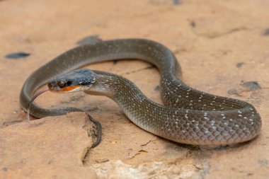 Kırmızı dudaklı yetişkin bir haberci Yılan (Crotaphopeltis hotamboeia) savunma pozisyonunda