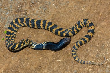 Rinkhals (Hemachatus haemachatus), also known as the ringhals or ring-necked spitting cobra, opening its mouth whilst feigning death clipart