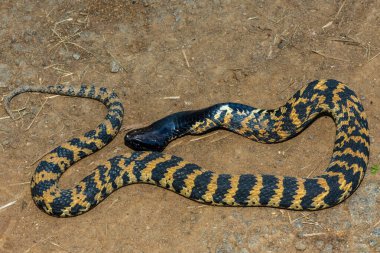 A beautiful banded rinkhals (Hemachatus haemachatus), also known as the ringhals or ring-necked spitting cobra, displaying its tactic to feign death when it feels threatened clipart