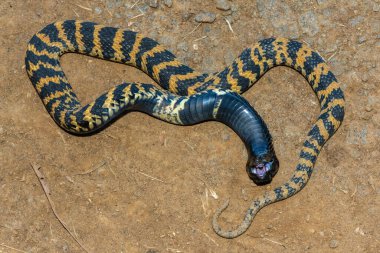 Rinkhals (Hemachatus haemachatus), also known as the ringhals or ring-necked spitting cobra, opening its mouth whilst feigning death clipart