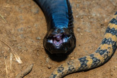 Bir ringhals (Hemachatus haemachatus) ya da halka boyunlu tüküren kobra olarak da bilinen ringhals baş yakın plan, ölüm taklidi yaparken