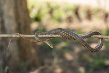 Short-snouted Grass Snake (Psammophis brevirostris) on a tree branch clipart