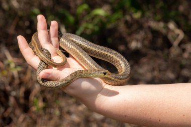 Handling a wild mildly venomous Short-snouted Grass Snake (Psammophis brevirostris) clipart
