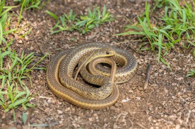 Cute Short-snouted Grass Snake (Psammophis brevirostris) curled up on the ground in the wild clipart