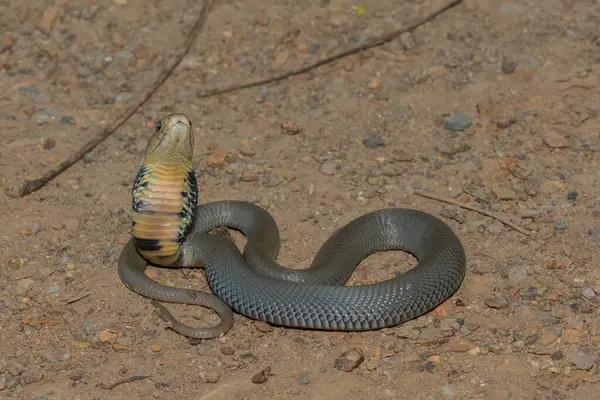 stock image A juvenile Mozambique Spitting Cobra (Naja mossambica) displaying defensiveness 