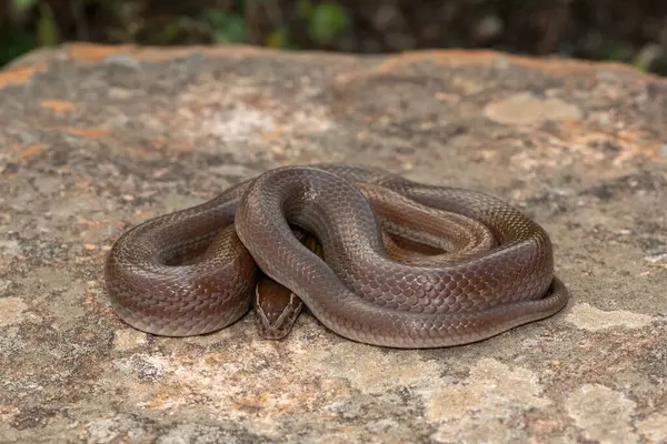 stock image Close-up of a beautiful adult brown house snake (Boaedon capensis) in the wild