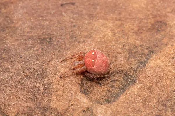 Güzel Dikenli Alan Örümceği (Pararaneus cyrtoscapus) otlaktaki bir kayanın üzerinde