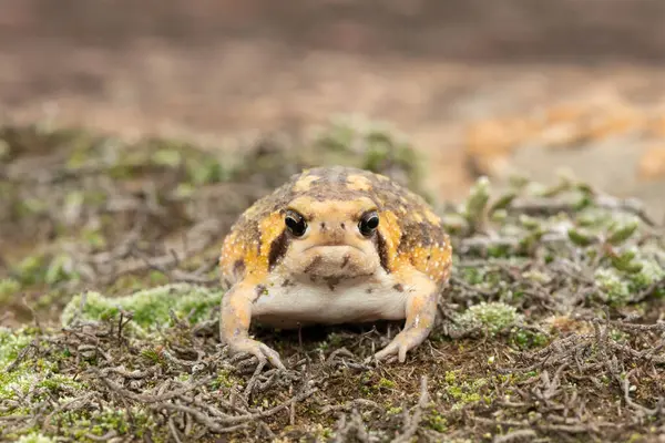 stock image Frontal shot of a cute Bushveld rain frog, also known as the common rain frog (Breviceps adspersus)