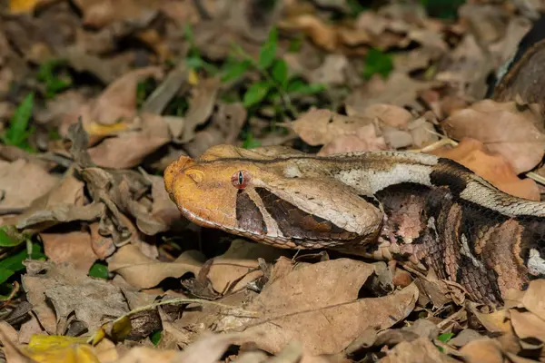 stock image The beautiful camouflage of the Gaboon Adder (Bitis gabonica), also called the Gaboon Viper, in its natural habitat