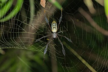 Kıllı Altın Küre-dokumacı (Trichonephila fenestrat), ayrıca siyah bacaklı altın küre-dokumacı olarak da bilinir.