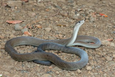 Vahşi doğada ölümcül bir yetişkin kara mamba (Dendroaspis polilepis)