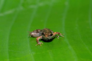 A cute bronze caco, also known as a bronze dainty frog (Cacosternum nanum) on a large green leaf in the wild clipart