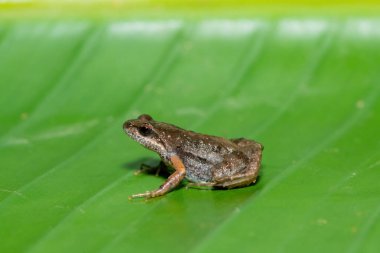 A cute bronze caco, also known as a bronze dainty frog (Cacosternum nanum) on a large green leaf in the wild clipart