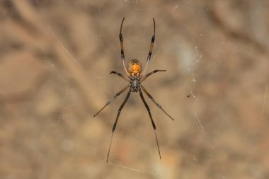 Zehirli bir kahverengi düğme örümceği (Latrodectus geometricus) vahşi doğada ağıyla