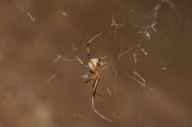 Erkek ve dişi kahverengi düğme örümceği (Latrodectus geometrikus) arasındaki boyut karşılaştırması)