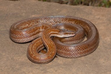 Güzel yetişkin kahverengi ev yılanı (Boaedon capensis)