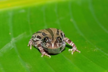 Tatlı bir köpüklü Kassina, ya da Senegal koşu kurbağası (Kassina senegalensis) sıcak bir yaz akşamında göletin yanındaki büyük yeşil bir yaprak üzerinde.