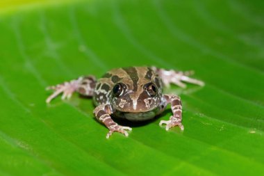 Tatlı bir köpüklü Kassina, ya da Senegal koşu kurbağası (Kassina senegalensis) sıcak bir yaz akşamında göletin yanındaki büyük yeşil bir yaprak üzerinde.