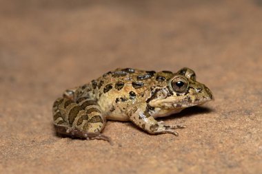 Nehir Kurbağası, Gri Akıntı Kurbağası, Benekli Akış Kurbağası (Strongylopus grayii)