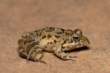 Nehir Kurbağası, Gri Akıntı Kurbağası, Benekli Akış Kurbağası (Strongylopus grayii)